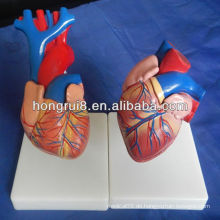 ISO neue Stil Leben Größe Herz Anatomie Modell, Herz 3D-Modell